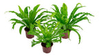 Helecho Asplenium Variado Pote 14cm Surtido
