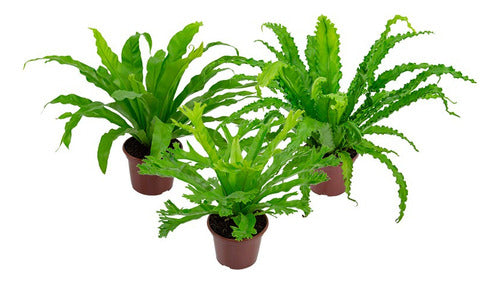 Helecho Asplenium Variado Pote 14cm Surtido