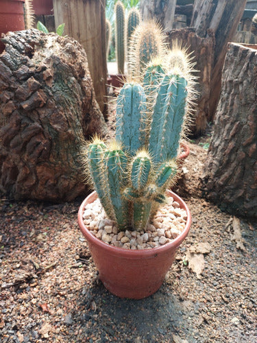 Cactus Pote 19cm
