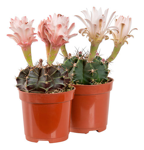 Cactus Gymnocalycium Mihanovichii Pote 6cm