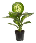 Dieffenbachia Tropic Snow Pote 17cm