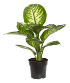 Dieffenbachia Tropic Snow Pote 17cm