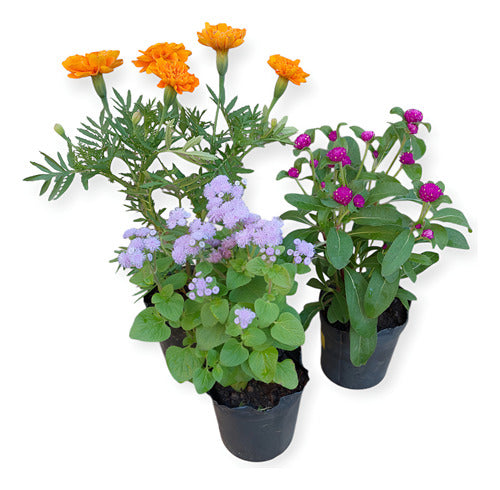 Florales De Estación En Maceta De 12cm ×8 Unidades Surtido Surtidas