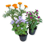 Florales De Estación En Maceta De 12cm ×8 Unidades Surtido Surtidas