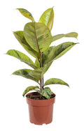 Ficus Elastica Shivereana Moonshine Pote 17cm