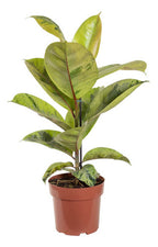 Ficus Elastica Shivereana Moonshine Pote 17cm