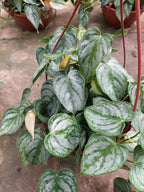 Filodendro Brandtianum En Maceta Colgante 21cm