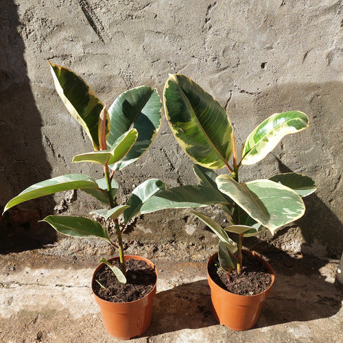 Ficus Elastica Variado P17 Surtido