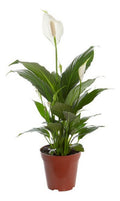 Lírio De La Paz | Spathiphyllum Pote 17cm