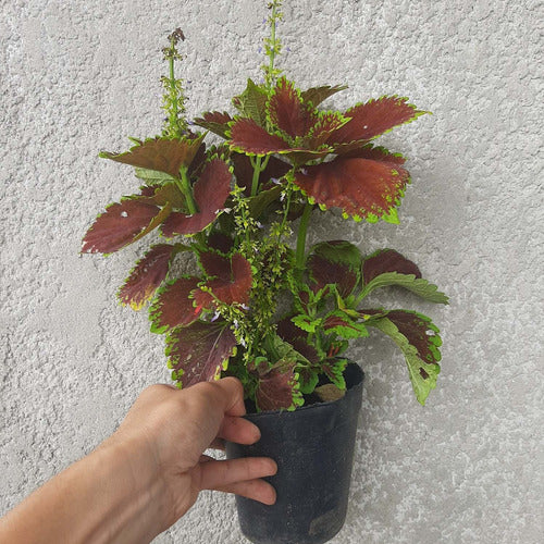 Cretona Mediana Pote 14cm