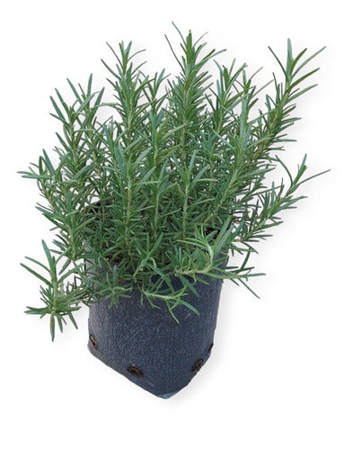 Planta De Romero Mediana