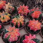 Cactus Gymnocalycium Mihanovichii Pote 6cm Surtido