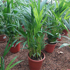 Palmera Areca Bambú P17