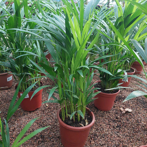Palmera Areca Bambú P17