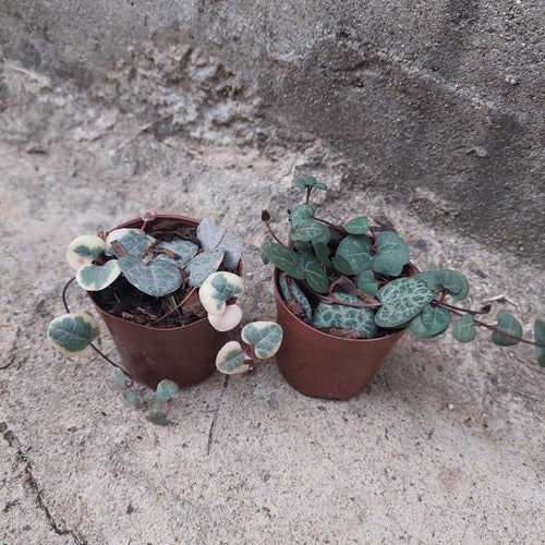 Ceropegia Woodii Pote 6cm