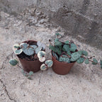 Ceropegia Woodii Pote 6cm