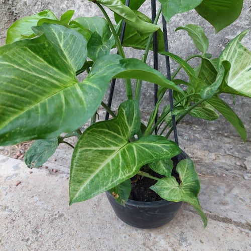 Singonio En Maceta Colgante