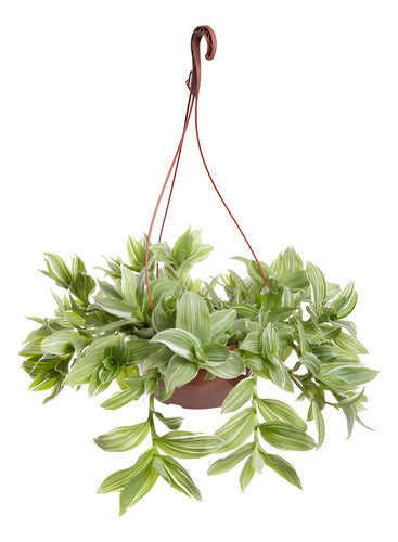 Tradescantia Fluminenses Variegata En Maceta Colgante