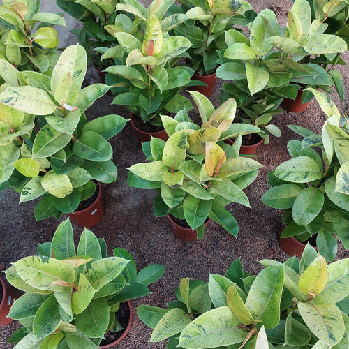 Ficus Elastica Shivereana Moonshine P24