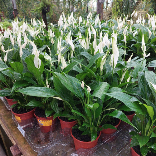 Lirio De La Paz - Spathiphyllum Pote 11cm