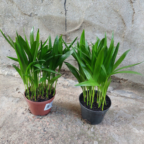 Palmera Areca Bambu Chica Pote 11cm