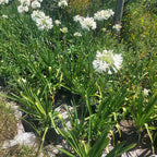 Agapanto Blanco En Flor