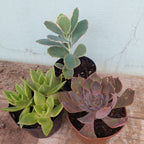 Suculenta Pote 11cm × 3 Unidades