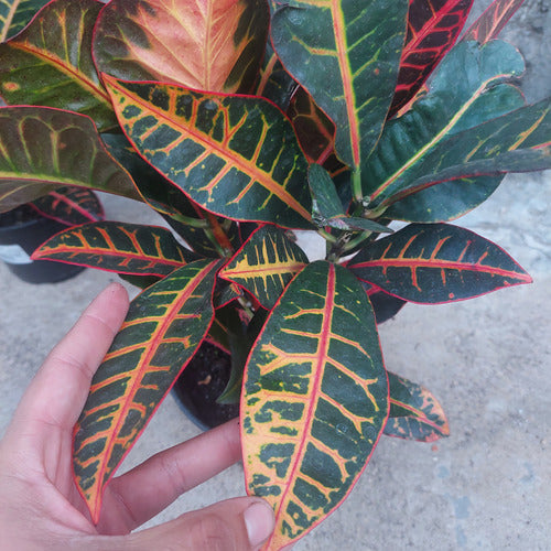 Croton Hib Petra Pote 15cm