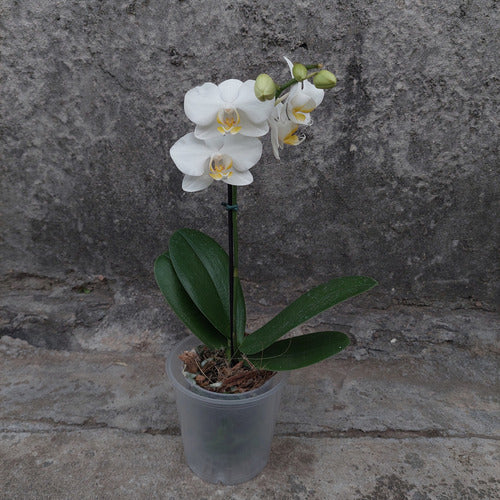 Maceta Para Orquídea Florus 12cm Transparente Orchidpot