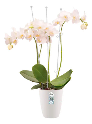 Maceta Para Orquídea Elho Orchid High Brussels 12cm Blanco Brussels