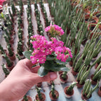 Kalanchoe Doble Mini Pote 6cm