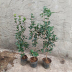 Camelia Japonica Surtido