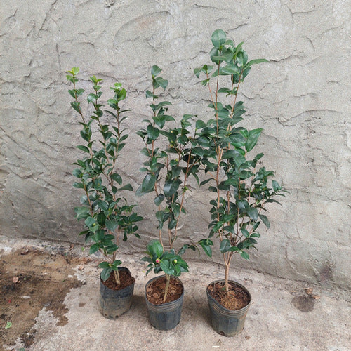 Camelia Japonica Surtido