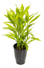 Dracena Sanderiana Pote 17cm