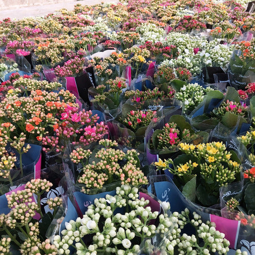 Kalanchoe Flor Simple Pote 11cm ×3 Unidades