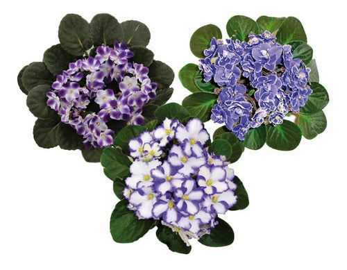 Violeta Africana Flor Doble Pote 11cm × 3 Unidades