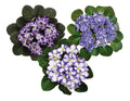 Violeta Africana Flor Doble Pote 11cm × 3 Unidades