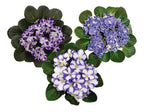 Violeta Africana Flor Doble Pote 11cm × 3 Unidades