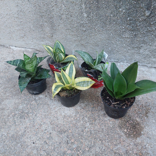Sansevieria Hahnii Variadas Pote 11cm