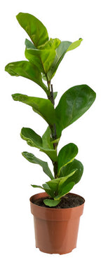 Ficus Lyrata Bambino Pote 17cm