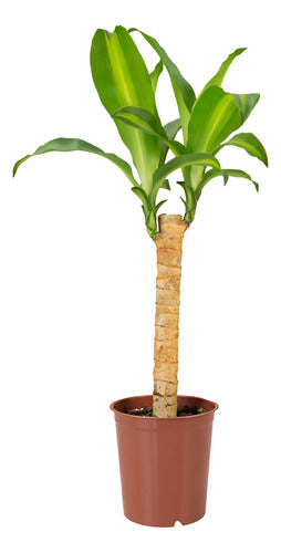 Palo De Agua Pote 12cm