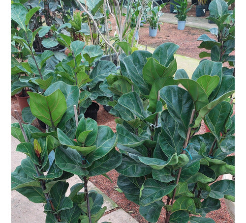Ficus Lyrata Bambino Pote 24cm