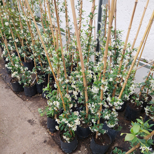 Jazmín De Leche Mediano