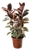 Ficus Elastica Ruby Pote 24cm