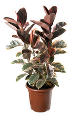 Ficus Elastica Ruby Pote 24cm