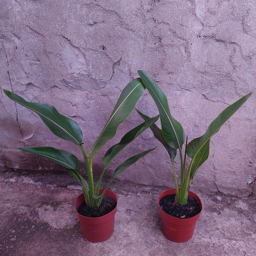 Ravenala Pote 17cm Pote 17