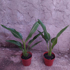 Ravenala Pote 17cm Pote 17