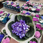 Violeta Africana Pote 11cm