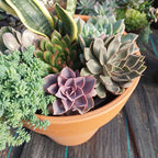 Sustrato Para Cactus Y Suculentas Agrofino 6 Litros