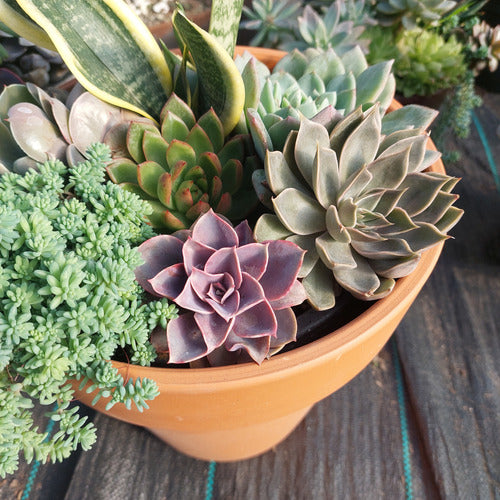 Sustrato Para Cactus Y Suculentas Agrofino 6 Litros